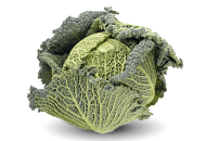 Cabbage, Savoy