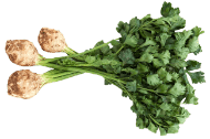 Celery Root (Celeriac)